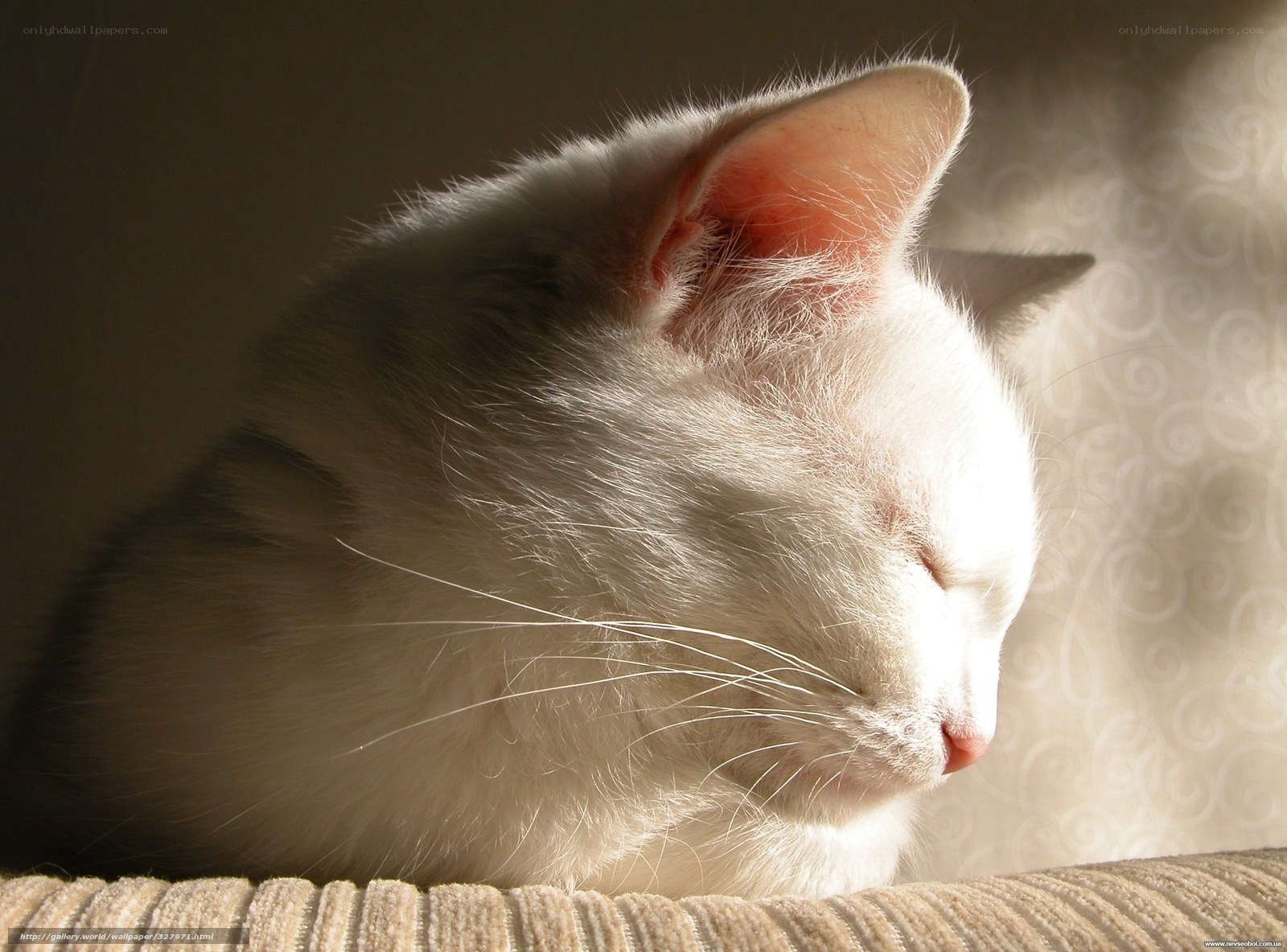 white cat sleeping in sunlight
