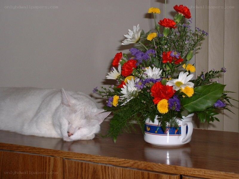 White cat sleeping near flowers