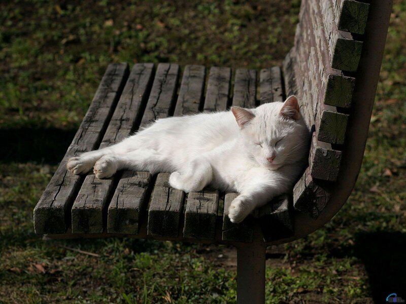 White cat sleeping on bench