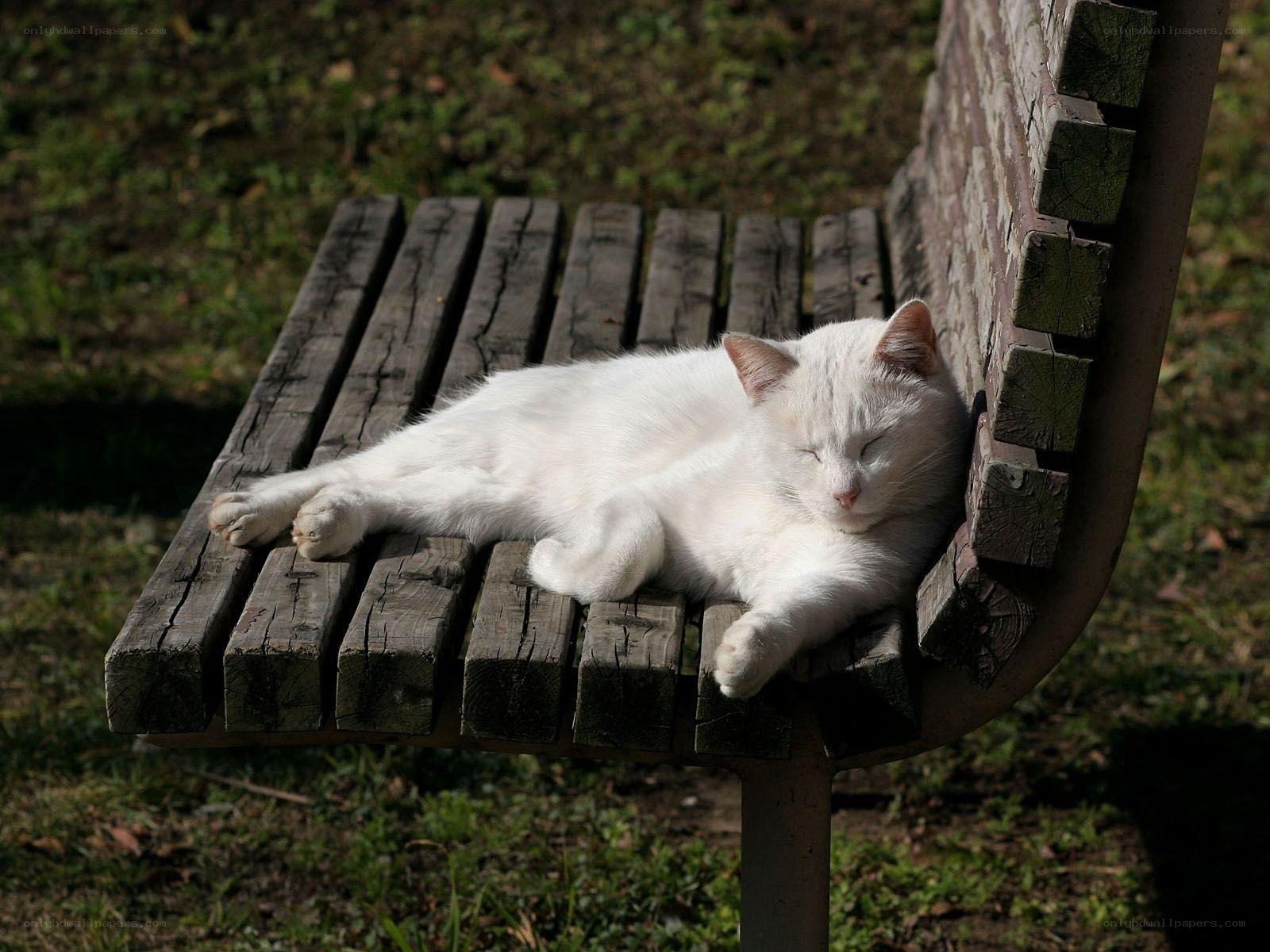 White cat sleeping on bench
