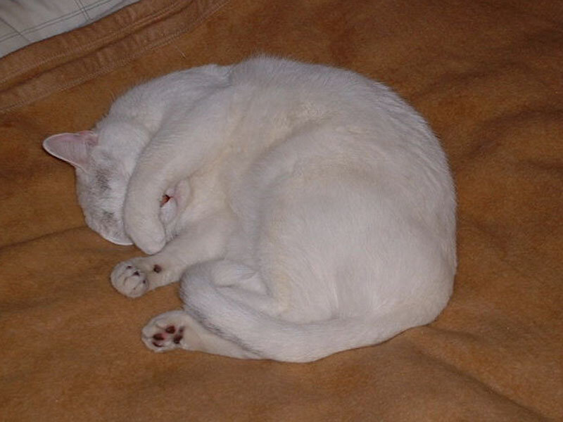 White cat sleeping on blanket