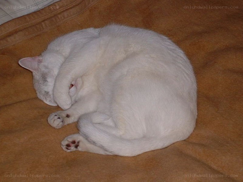 White cat sleeping on blanket