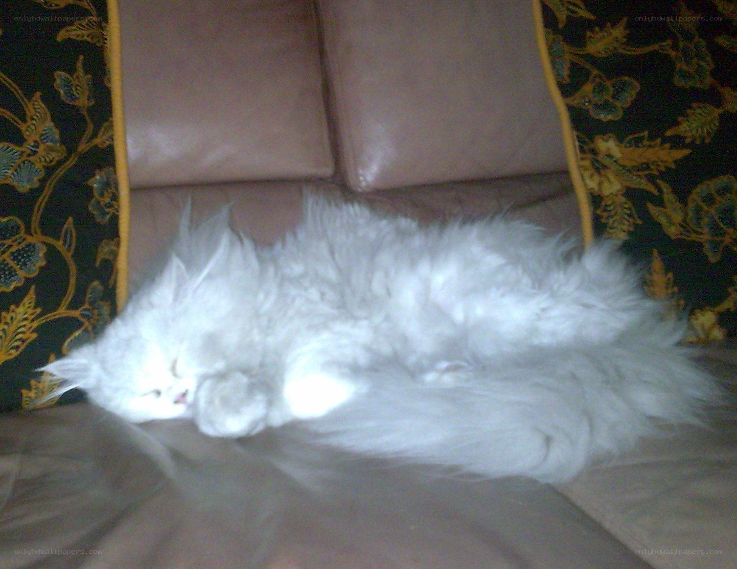 White cat sleeping on couch