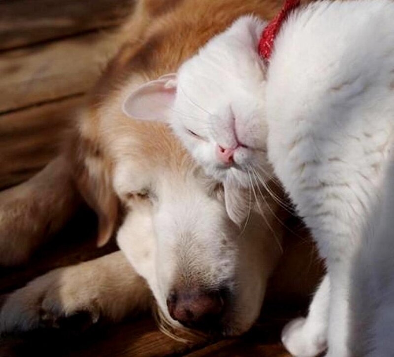 White Cat Sleeping on Dog