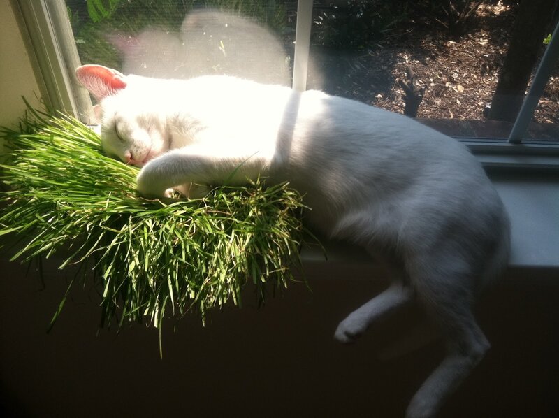 White Cat Sleeping on Grass