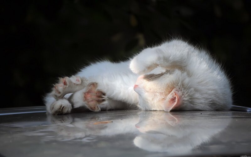 White cat sleeping on its back