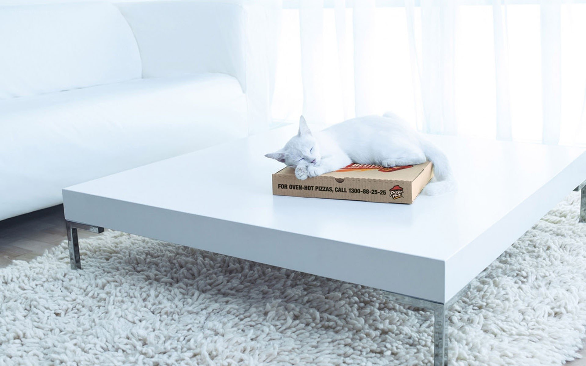 White cat sleeping on pizza box