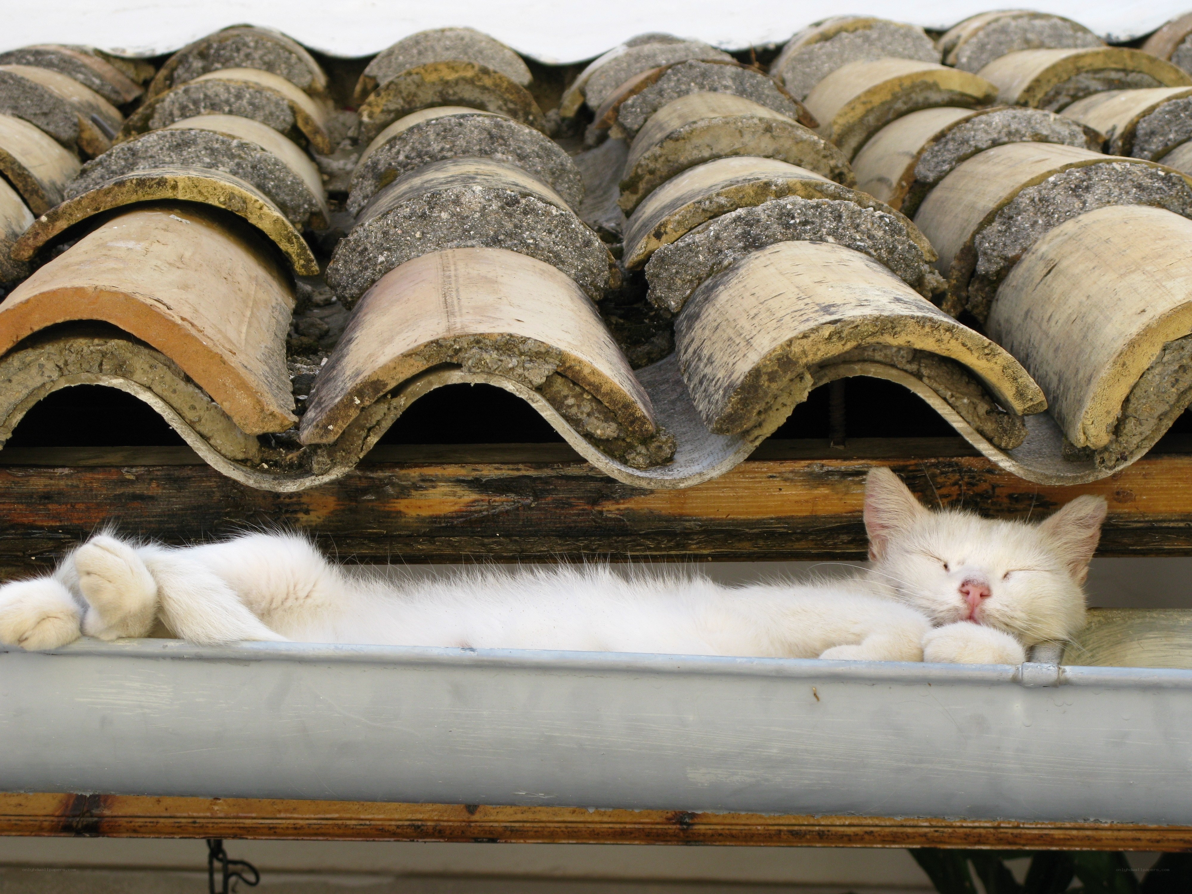 White cat sleeping on roof