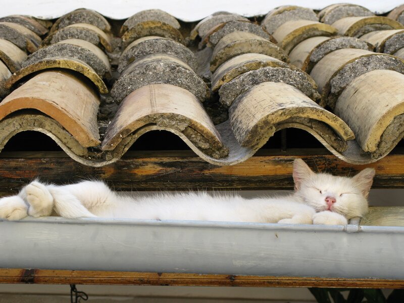 White cat sleeping on roof