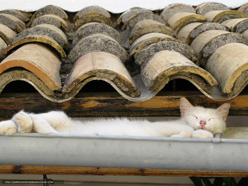 White cat sleeping on roof