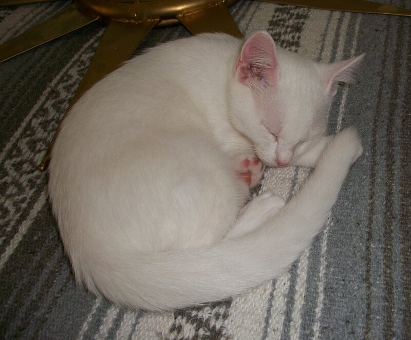 White cat sleeping on rug