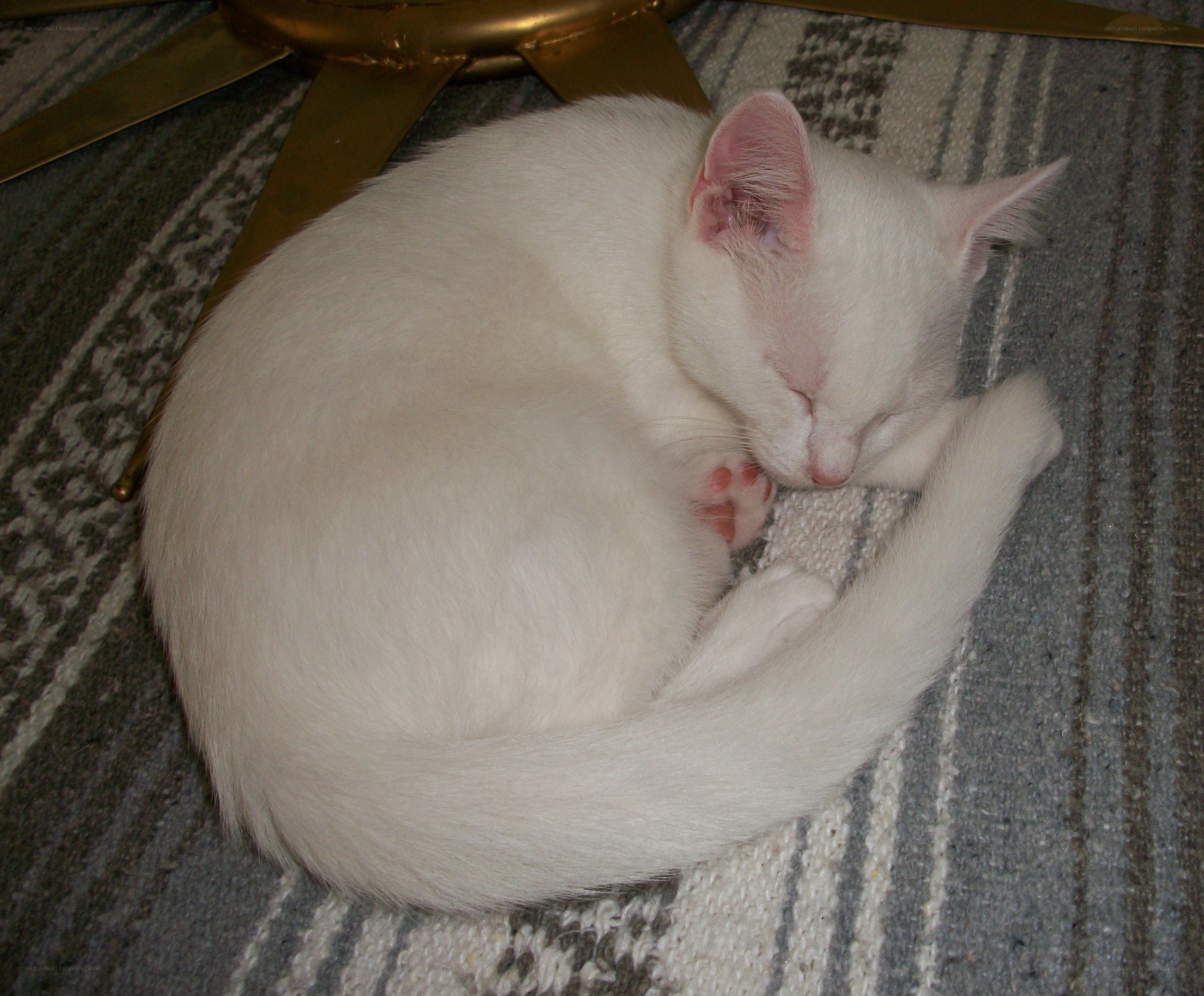 White cat sleeping on rug