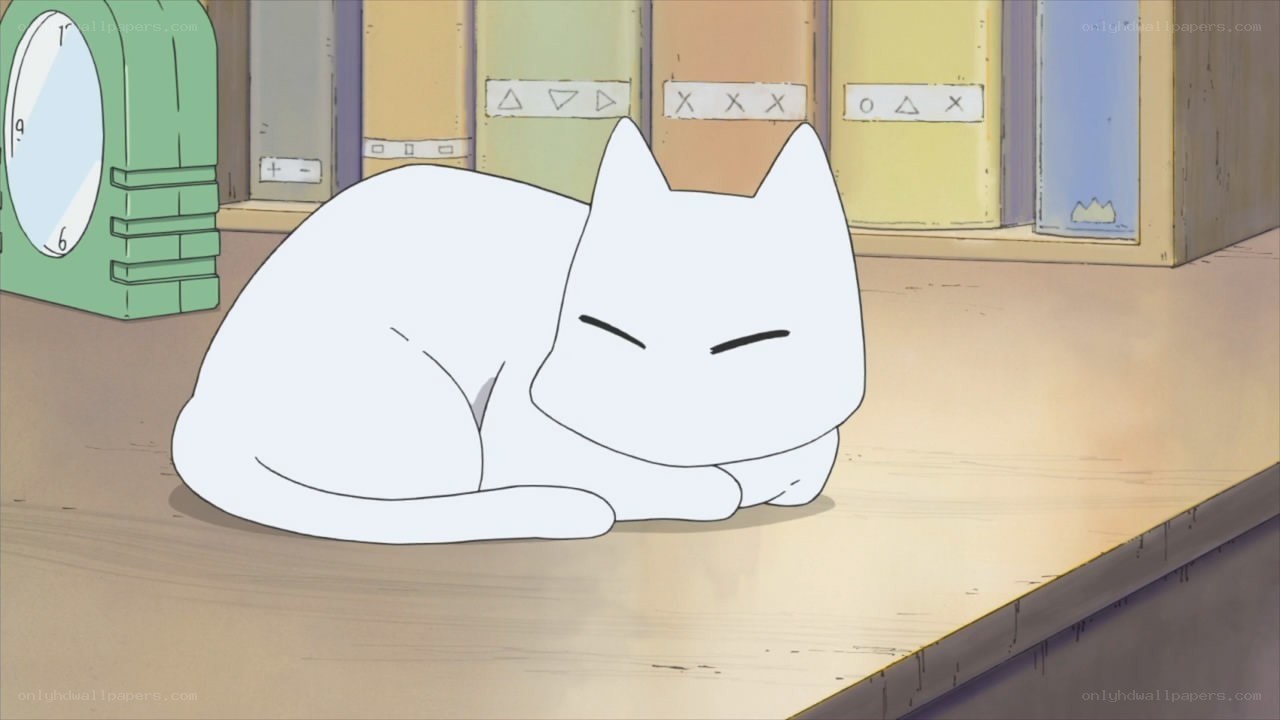 white cat sleeping on table