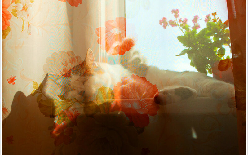 White Cat Sleeping — Orange