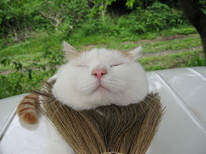 White Cat Sleeping — Peaceful, Afternoon, Photograph, Broom