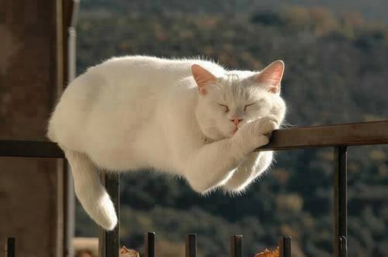 White Cat Sleeping — Peaceful, Afternoon, Photograph, Railing, Mountains