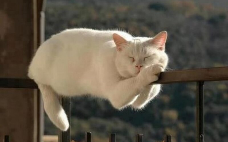 White Cat Sleeping — Peaceful, Afternoon, Photograph, Railing