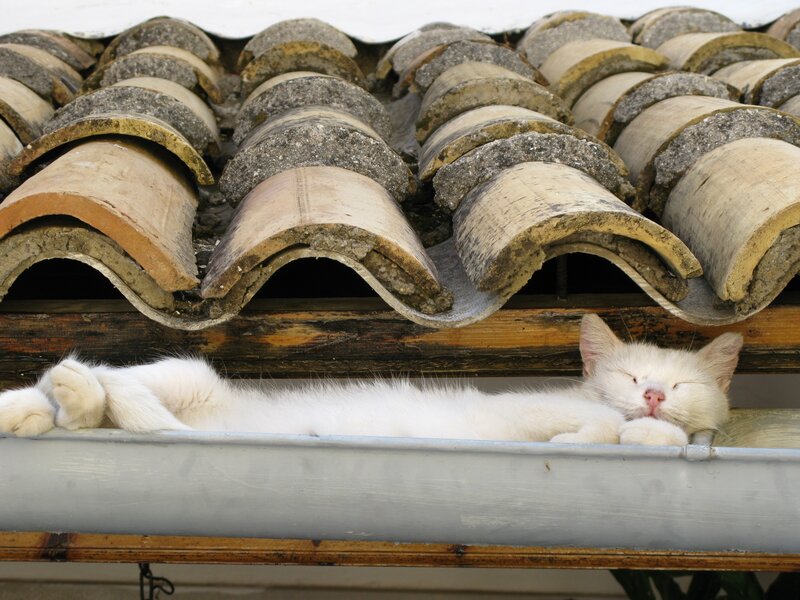 White Cat Sleeping — Peaceful, Afternoon, Photograph, Roof Tiles, Gutter