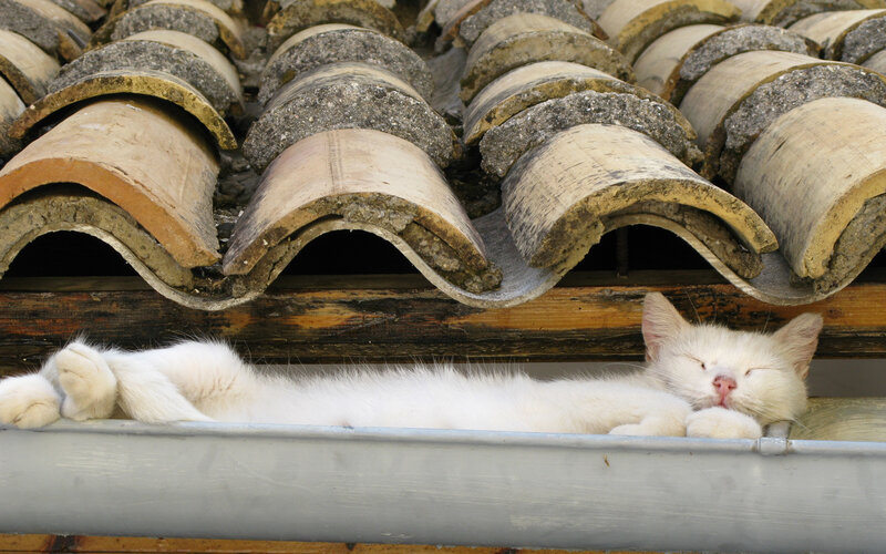 White Cat Sleeping — Peaceful, Afternoon, Photograph, Roof Tiles