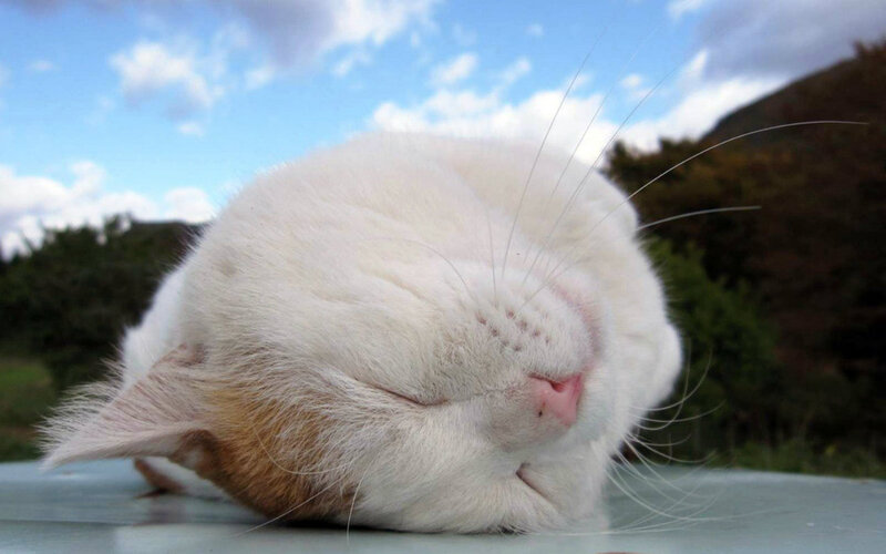 White Cat Sleeping — Peaceful, Afternoon, Photograph, Sky