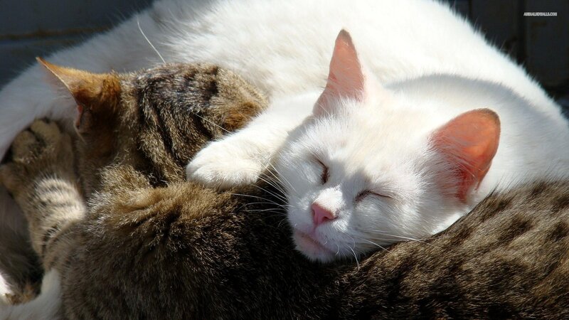 White Cat Sleeping — Peaceful, Afternoon, Photograph, Sunlight