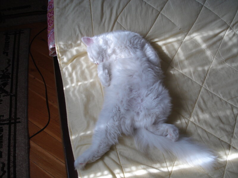 White Cat Sleeping — Peaceful, Afternoon, Photograph