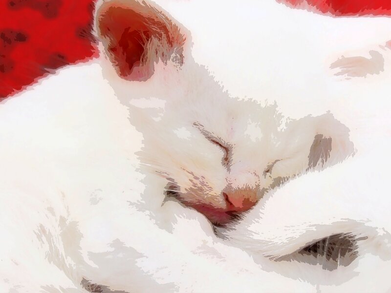 White Cat Sleeping — Peaceful, Digital Art