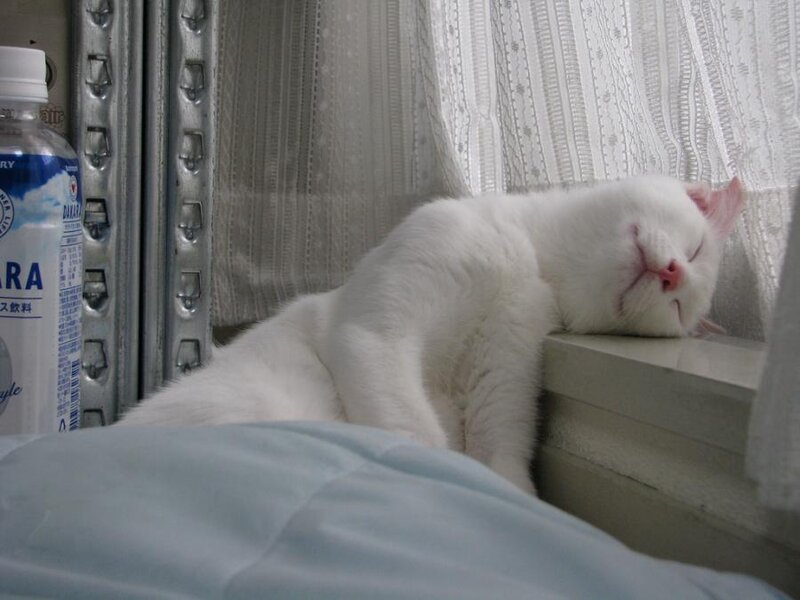 White Cat Sleeping — Peaceful, Morning