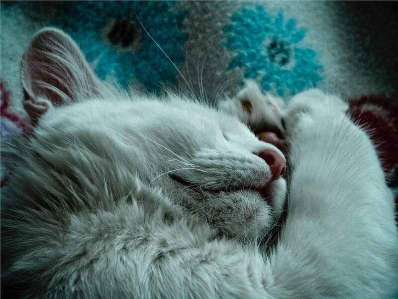 White Cat Sleeping — Peaceful, Photograph, Blanket