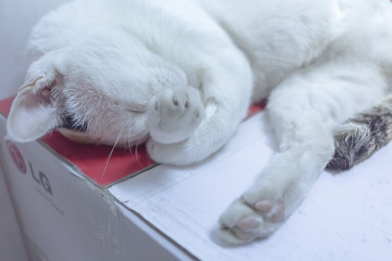 White Cat Sleeping — Peaceful, Photograph, Box