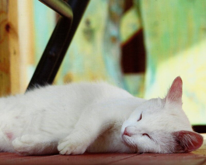 White Cat Sleeping — Peaceful, Photograph, Chair Leg