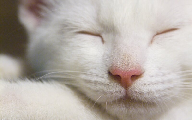 White Cat Sleeping — Peaceful, Photograph, Eyes
