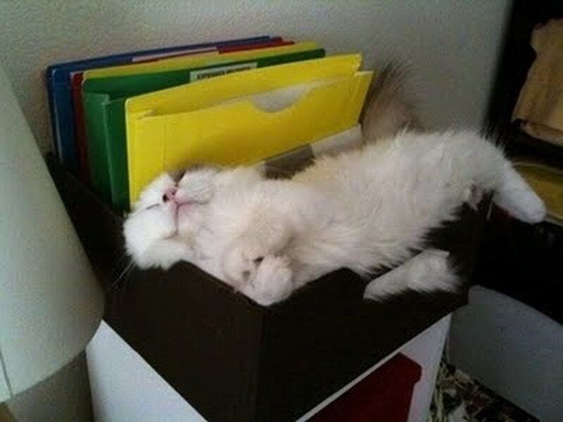 White Cat Sleeping — Peaceful, Photograph, File Organizer
