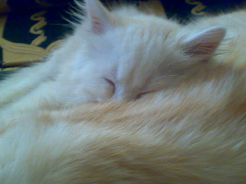 White Cat Sleeping — Peaceful, Photograph, Fur