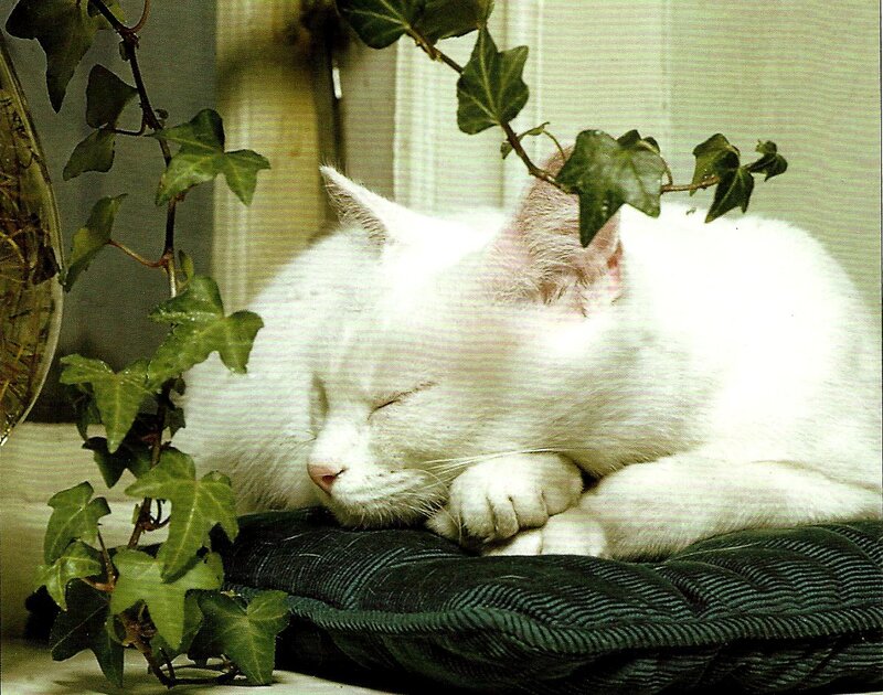 White Cat Sleeping — Peaceful, Photograph, Ivy Plant
