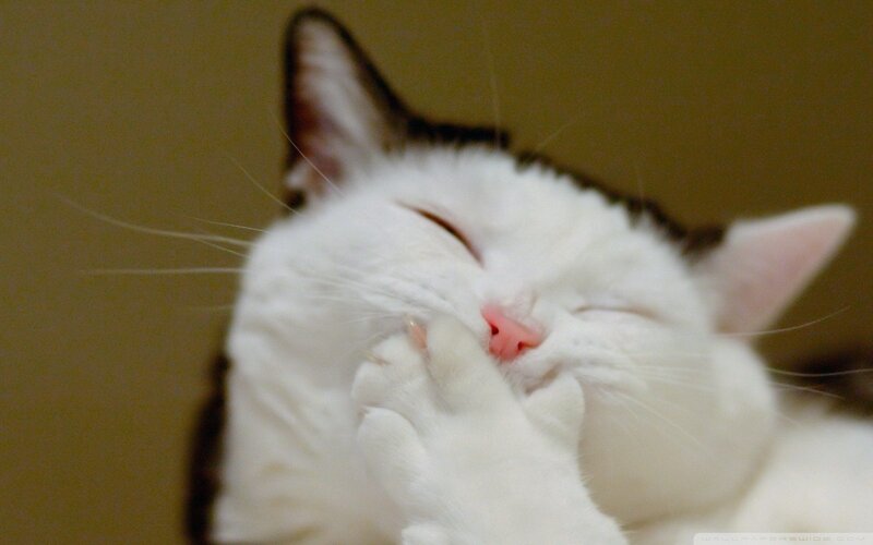 White Cat Sleeping — Peaceful, Photograph, Paw, Nose