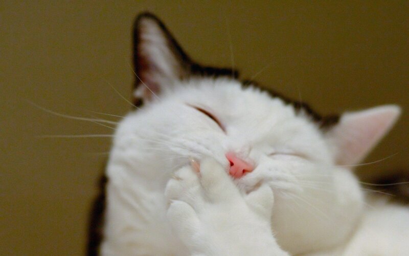 White Cat Sleeping — Peaceful, Photograph, Paw
