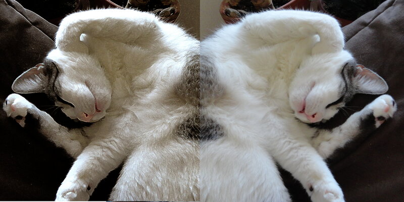 White Cat Sleeping — Peaceful, Photograph, Pillow, Paws