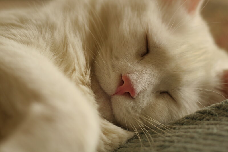 White Cat Sleeping — Peaceful, Photograph, Pillow