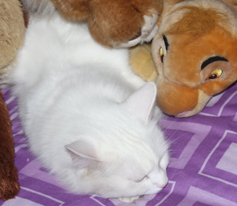White Cat Sleeping — Peaceful, Photograph, Stuffed Animal