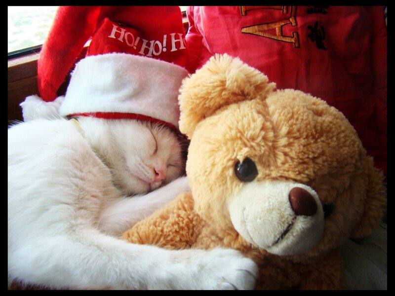 White Cat Sleeping — Peaceful, Photograph, Teddy Bear, Santa Hat