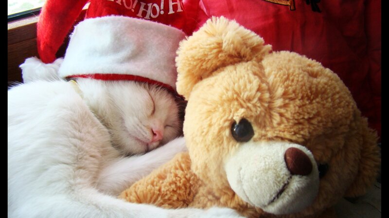 White Cat Sleeping — Peaceful, Photograph, Teddy Bear