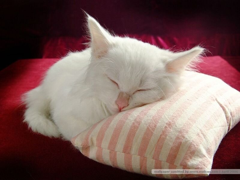White Cat Sleeping — Peaceful, Photograph