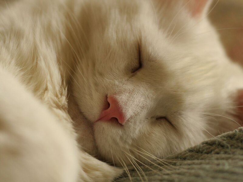 White Cat Sleeping — Peaceful, Photograph, Whiskers