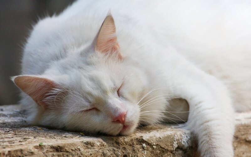 White cat sleeping peacefully