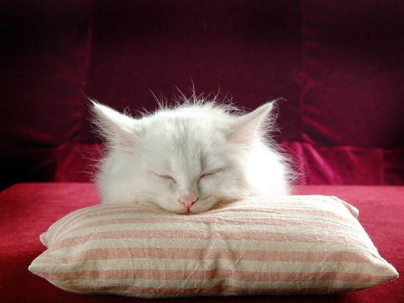 White Cat Sleeping — Red, Peaceful