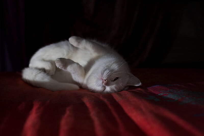 White Cat Sleeping — Red, Serene