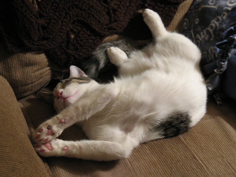 White Cat Sleeping — Relaxed, Photograph, Couch, Blanket