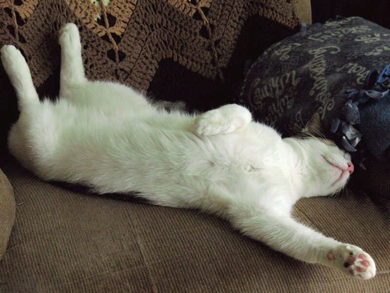 White Cat Sleeping — Relaxed, Photograph, Couch, Pillow