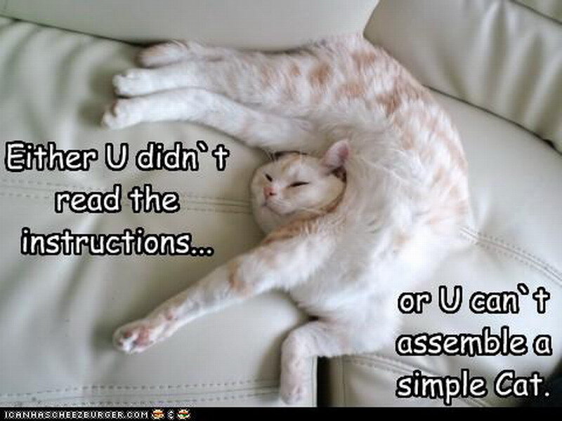 White Cat Sleeping — Relaxed, Photograph, Couch